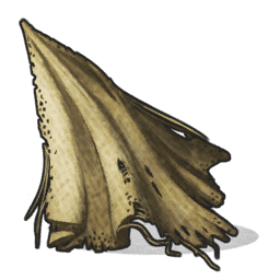 Cloth