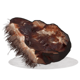 Bear Meat Raw